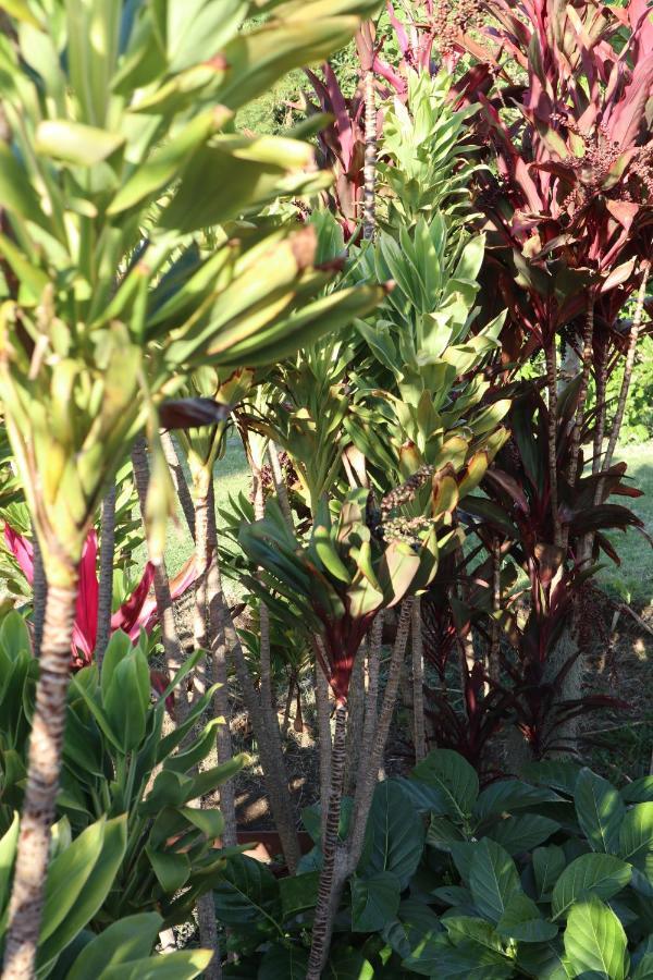 Bed and Breakfast God'S Peace Of Maui Makawao Екстер'єр фото